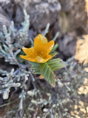 Hypericum lanceolatum