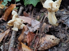 Helvella crispa