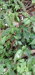 Codonacanthus pauciflorus
