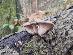 Pleurotus ostreatus