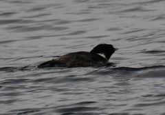 Synthliboramphus antiquus