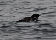 Synthliboramphus antiquus