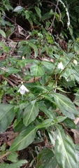 Codonacanthus pauciflorus
