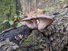 Pleurotus ostreatus