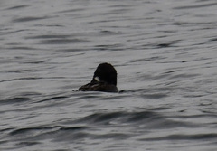 Synthliboramphus antiquus