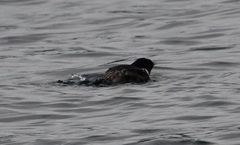 Synthliboramphus antiquus