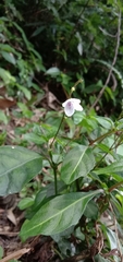 Codonacanthus pauciflorus