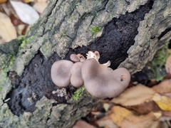 Pleurotus ostreatus