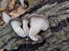 Pleurotus ostreatus