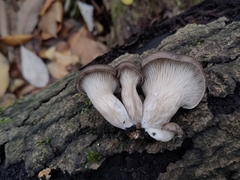 Pleurotus ostreatus