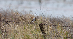 Epthianura albifrons