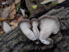Pleurotus ostreatus