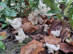 Helvella crispa