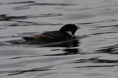 Synthliboramphus antiquus