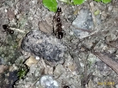 Crematogaster ashmeadi