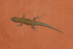 Phelsuma modesta