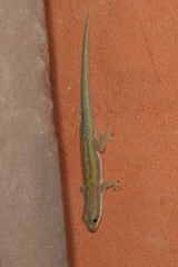 Phelsuma modesta