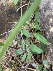 Helicteres angustifolia