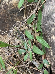 Helicteres angustifolia