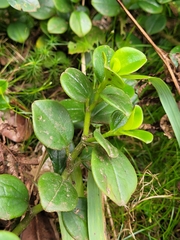 Peperomia borbonensis