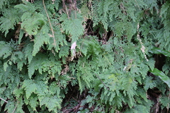 Selaginella involvens