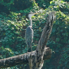 Ardea cinerea jouyi