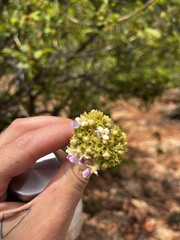 Vitex patula