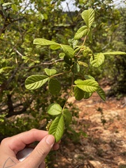 Vitex patula