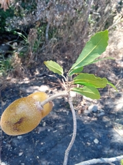 Sloanea rhodantha