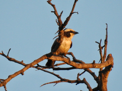 Eurocephalus anguitimens