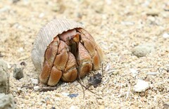 Coenobita variabilis