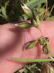 Rytidosperma carphoides