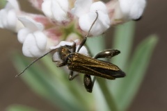 Oedemera flavipes