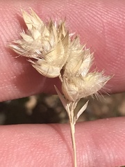 Rytidosperma carphoides