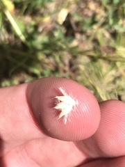 Rytidosperma carphoides