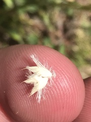 Rytidosperma carphoides