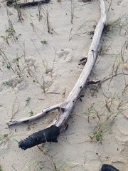 Eurynebria complanata