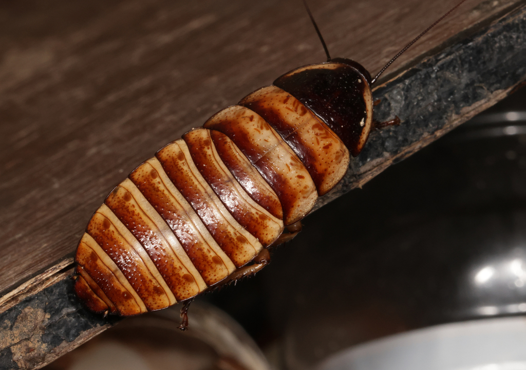 Dwarf Hisser