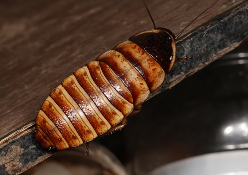 Dwarf Hisser
