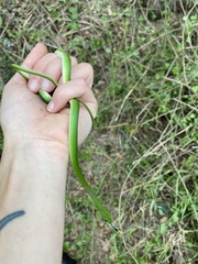 Philothamnus hoplogaster