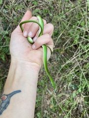 Philothamnus hoplogaster