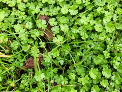 Hydrocotyle batrachium