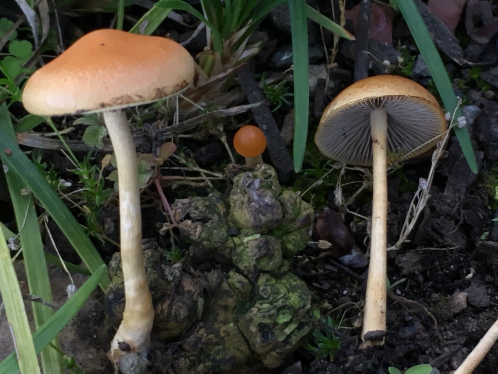 Hypholoma tuberosum