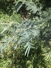 Acacia dealbata dealbata