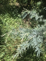 Acacia dealbata dealbata