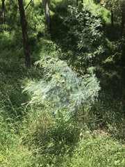 Acacia dealbata dealbata