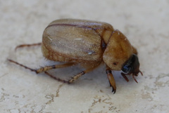 Cyclocephala signaticollis