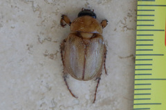 Cyclocephala signaticollis