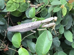 Hierodula patellifera