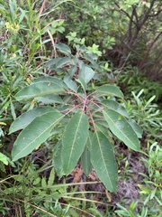 Triadica cochinchinensis